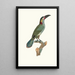 L'Aracari Koulik female - Jacques Barraband — framed artwork on a wall
