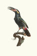 L'Aracari Koulik männlich aus Guyana - Jacques Barraband — Ansicht des Kunstwerks