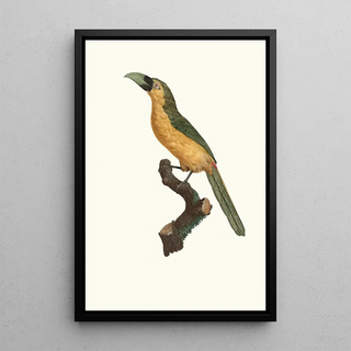 Jacques Barraband - LAracari baillon.webp