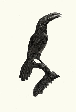 Jacques Barraband - LAracari vert verd femelle.webp