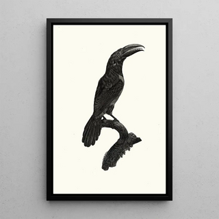 Jacques Barraband - LAracari vert verd femelle.webp