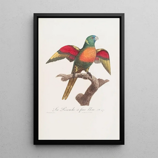 Jacques Barraband - La Perruche face bleue.webp