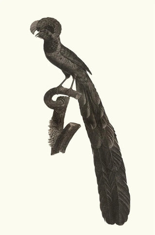 Jacques Barraband - La pie de paradis ou lincomparabale mle.webp