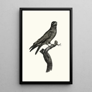 Jacques Barraband - Le Rolle gorge bleu.webp