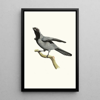 Jacques Barraband - Le Rollier masque noir.webp