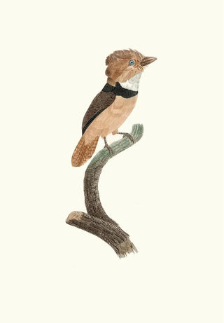 Jacques Barraband - Le Tamatia collier noir.webp