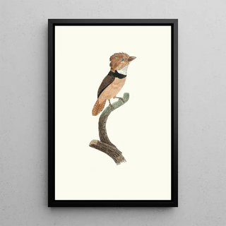 Jacques Barraband - Le Tamatia collier noir.webp