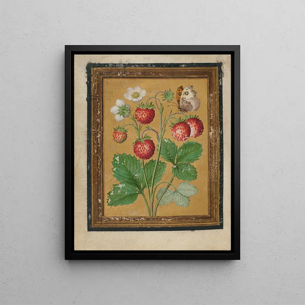 Jacques Le Moyne de Morgues - Paintings of Flowers Butterflies and Insects Pl2.webp