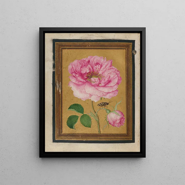 Jacques Le Moyne de Morgues - Paintings of Flowers Butterflies and Insects Pl6.webp