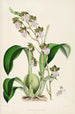 Una monografia di Odontoglossum Pl01 - James Bateman — vista dell’opera