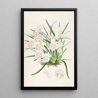 James Bateman - A monograph of Odontoglossum Pl02.webp