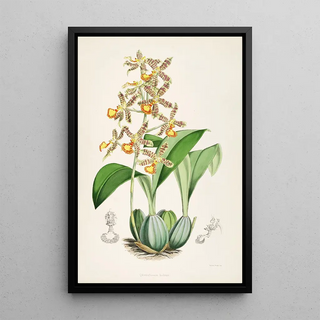 James Bateman - A monograph of Odontoglossum Pl03.webp