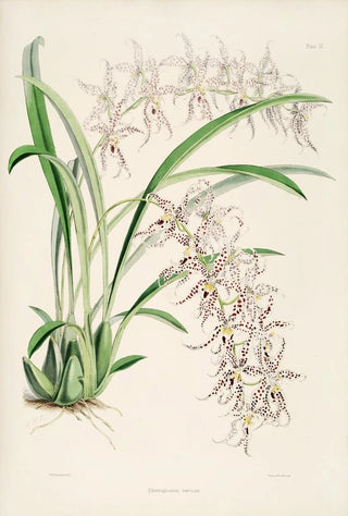 James Bateman - A monograph of Odontoglossum Pl08.webp