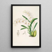 Una monografia di Odontoglossum Pl13 - James Bateman — quadro incorniciato alla parete