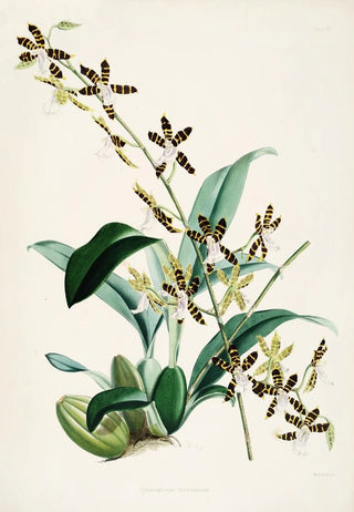 James Bateman - A monograph of Odontoglossum Pl14.webp