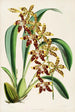 Una monografia di Odontoglossum Pl22 - James Bateman — vista dell’opera