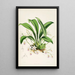 Une monografia d'Odontoglossum Pl23 - James Bateman — quadro incorniciato alla parete