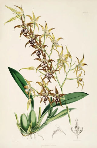 James Bateman - A monograph of Odontoglossum Pl24.webp