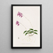 Barkeria Lindleyana - James Bateman — gerahmtes Bild an der Wand