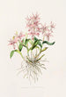 Barkeria Spectabilis - James Bateman — Ansicht des Kunstwerks