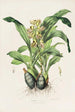 Catasetum Maculatum - James Bateman — Ansicht des Kunstwerks