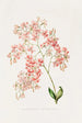 Epidendrum Erubescens - James Bateman — Ansicht des Kunstwerks