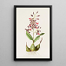 Epidendrum Macrochilum - James Bateman — gerahmtes Bild an der Wand