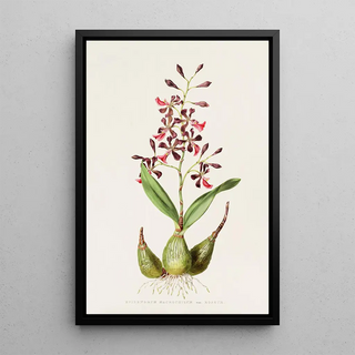 James Bateman - Epidendrum Macrochilum.webp