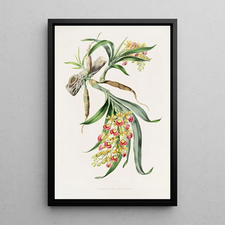 James Bateman - Galeandra Baueri.webp