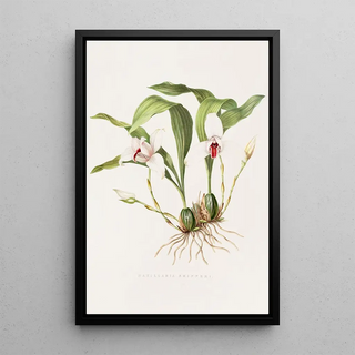 James Bateman - Maxillaria Skinneri.webp