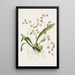 Odontoglossum Hastatum - James Bateman — quadro incorniciato alla parete