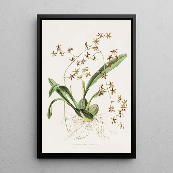 James Bateman - Odontoglossum Hastatum.webp