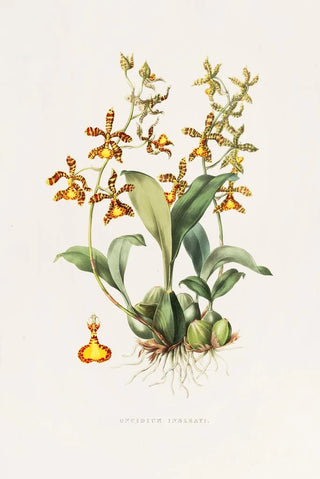 James Bateman - Oncidium Insleayii.webp