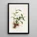 Sobralia Decora - James Bateman — gerahmtes Bild an der Wand