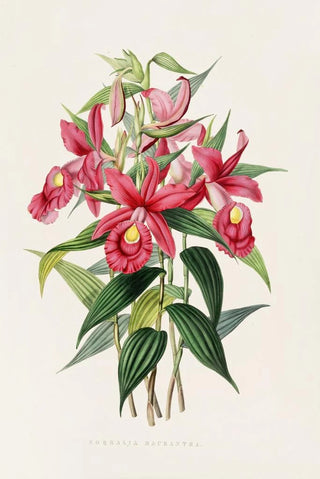 James Bateman - Sobralia Macrantha.webp