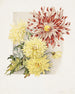 Daisies - James Callowhill — vista dell’opera