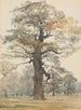 Oak in Kettlestone Park - James Crowe Richmond — artwork view