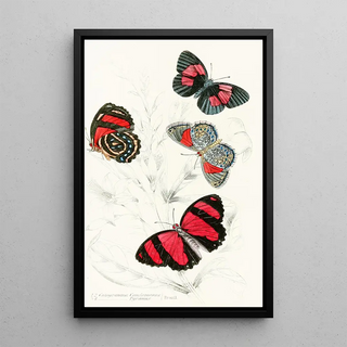 James Duncan - Catagramma Condomanus Catagramma Pyramus.webp