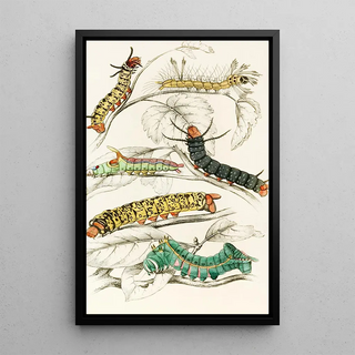 James Duncan - Caterpillar of Erythrinae Molina Nesia Netrix.webp