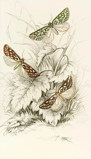 James Duncan - Dichroma equestralis Dichroma histrionalis Dichroma arcualis.webp