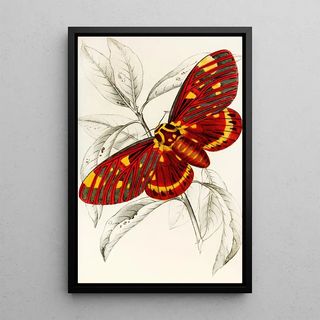 James Duncan - Dorycampa regalis.webp