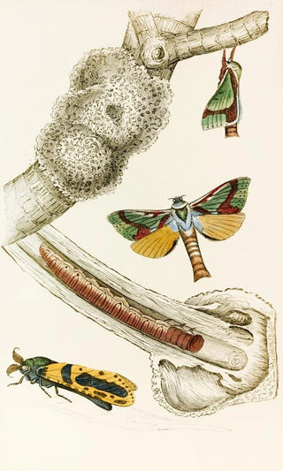 James Duncan - Hepialus lignivorus Zeuzera minea.webp