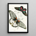 Papilio Memnon Pap Aeneas - James Duncan — quadro incorniciato alla parete