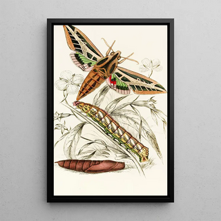 James Duncan - Philampelus vitis.webp