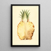 Ananas comosus, Ananas - James Marion Shull — gerahmtes Bild an der Wand