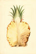 Ananas comosus, Ananas - James Marion Shull — Ansicht des Kunstwerks