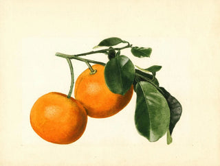 James Marion Shull - Citrus aurantium Sour x 23.webp