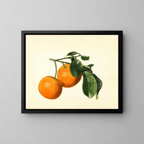 Citrus aurantium acide x 23 - James Marion Shull — gerahmtes Bild an der Wand