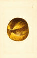 Citrus grandis - James Marion Shull — vista dell’opera