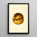 Citrus grandis - James Marion Shull — quadro incorniciato alla parete
